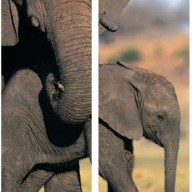 Фотопечать Слоны