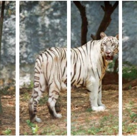 Фотопечать Бенгальский тигр