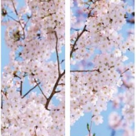 Фотопечать Цветущая сакура