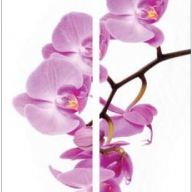 Фотопечать Орхидея нежная