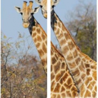 Фотопечать Жирафы